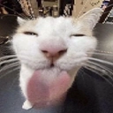 cat sticking out its tongue